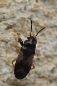 <i>Megalonotus praetextatus</i>