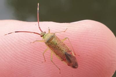 <i>Pantilius tunicatus</i>