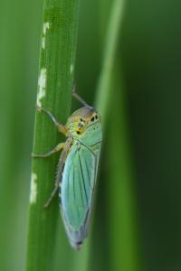 <i>Cicadella viridis</i>