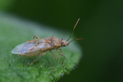 <i>Liorhyssus hyalinus</i>