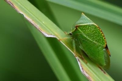 <i>Stictocephala alta</i>