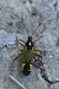<i>Miris striatus</i>