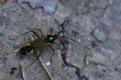<i>Miris striatus</i>