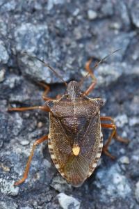 <i>Pentatoma rufipes</i>