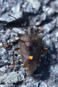 <i>Pentatoma rufipes</i>