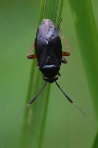 <i>Capsus ater</i>