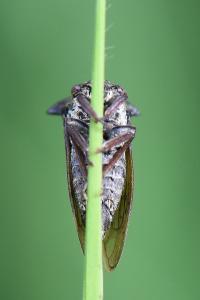 <i>Centrotus cornutus</i>