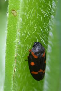 <i>Cercopis intermedia</i>