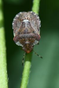 Dyroderes umbraculatus