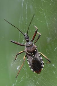 <i>Rhynocoris erythropus</i>