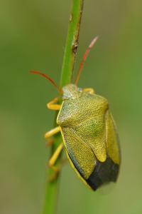 <i>Piezodorus lituratus</i>