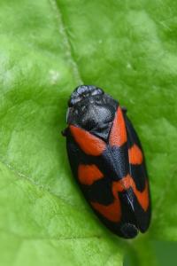 <i>Cercopis vulnerata</i>