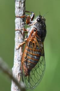 <i>Cicadetta</i>