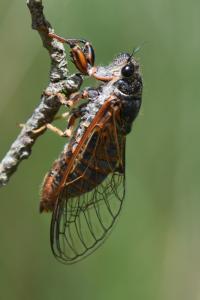 <i>Cicadetta</i>