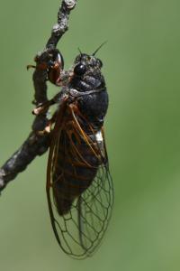 <i>Cicadetta</i>