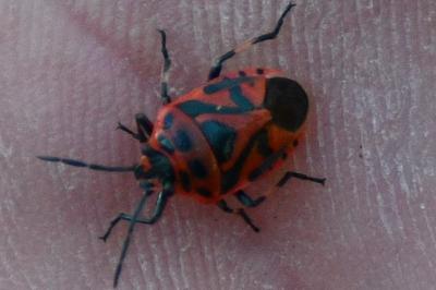 <i>Eurydema ornata</i>