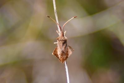 Syromastus rhombeus