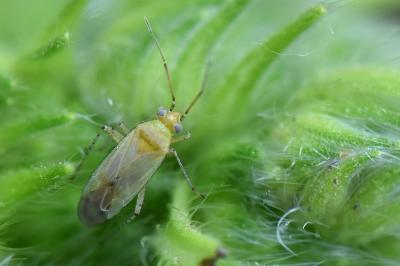 <i>Plagiognathus chrysanthemi</i>