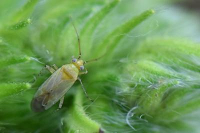 <i>Plagiognathus chrysanthemi</i>