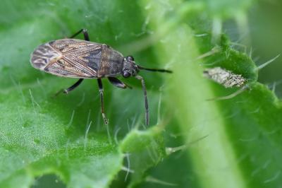 <i>Peritrechus</i>