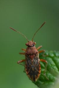 <i>Rhopalus parumpunctatus</i>