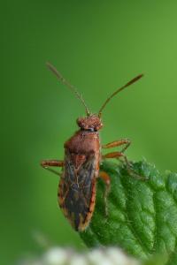 <i>Rhopalus parumpunctatus</i>