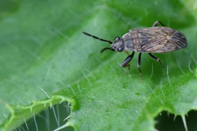 <i>Peritrechus</i>