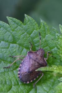 <i>Peribalus strictus</i>