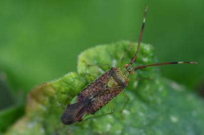 <i>Pantilius tunicatus</i>