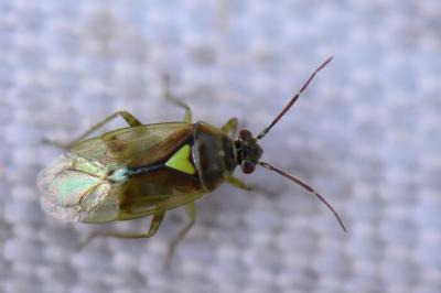 <i>Orthops</i>