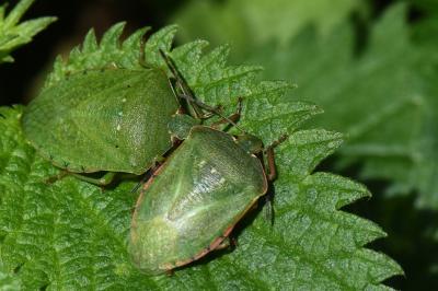 Nezara viridula