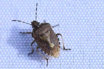 <i>Dolycoris baccarum</i>