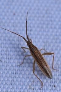 <i>Stenodema calcarata</i>
