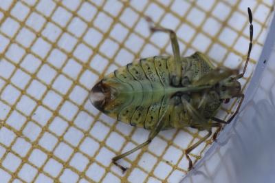 Elasmucha grisea