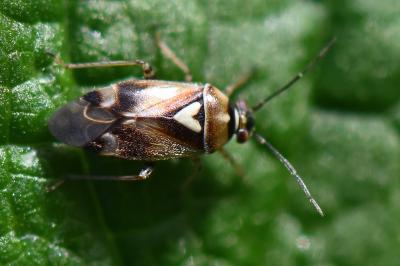 <i>Orthops</i>