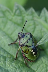 <i>Nezara viridula</i>