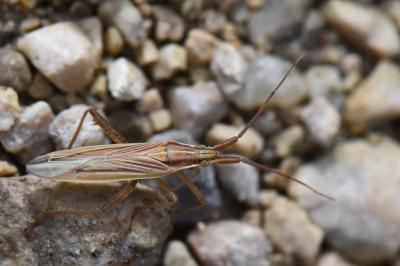 Stenodema calcarata