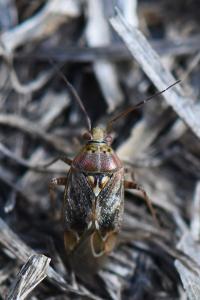 <i>Lygus rugulipennis</i>