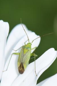 <i>Closterotomus norwegicus</i>
