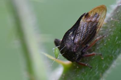 <i>Centrotus cornutus</i>
