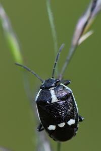 <i>Eurydema oleracea</i>