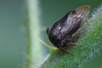 <i>Centrotus cornutus</i>