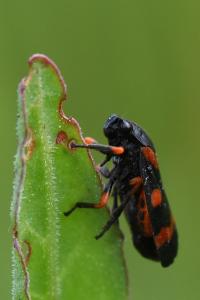 <i>Cercopis intermedia</i>
