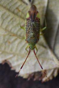 <i>Pantilius tunicatus</i>