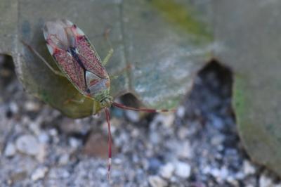 <i>Pantilius tunicatus</i>