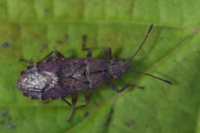 <i>Orsillus depressus</i>