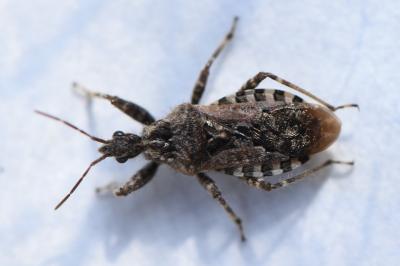 Coranus griseus