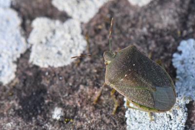 Nezara viridula