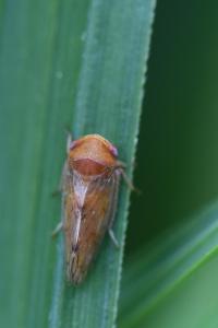 <i>Oncopsis</i>