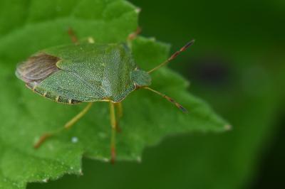 <i>Palomena prasina</i>